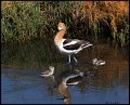 _7SB3762 american avocet with chicks